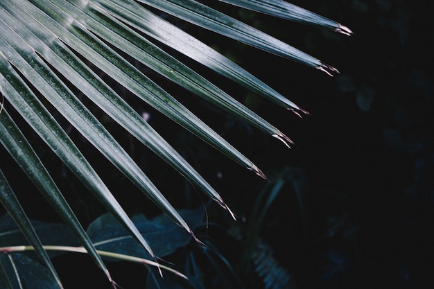 Beautiful Spiky Leaves of an Exotic Tropical Plant – Free Download