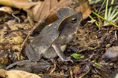 Rhinella margaritifera – Mitred Toad, South American Common Toad | Free Download