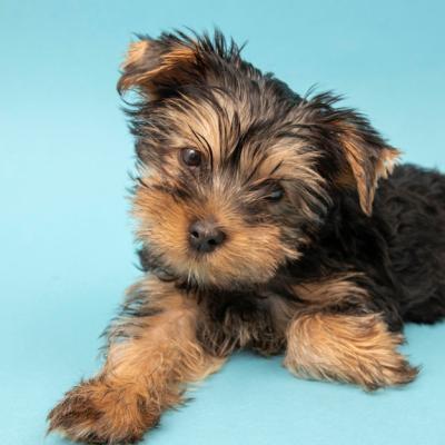 Cute Yorkshire Terrier Dog – Free Stock Photo, Download Free