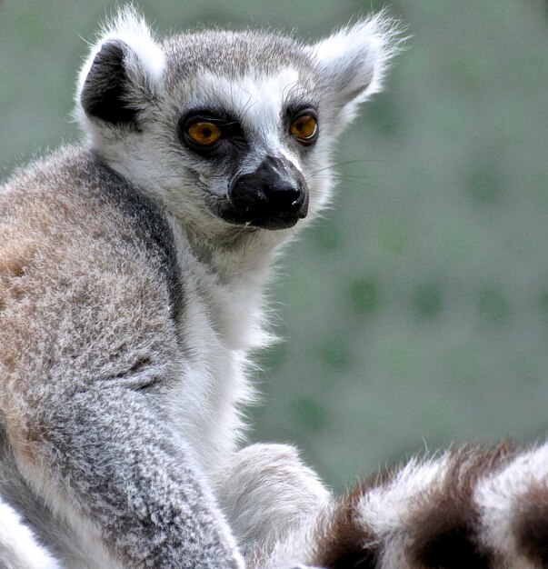 Portrait of Lemur – Download Free Stock Photo