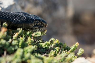 Close-Up of an Adult Black Western Whip Snake in Malta – Free Download