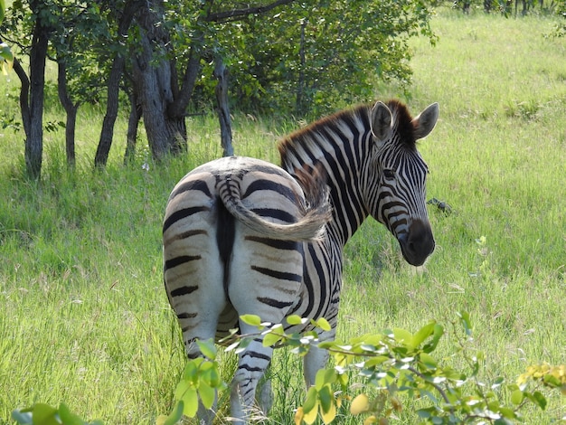 Stunning Zebra in a South African Field – Free Stock Photo, Download for Free