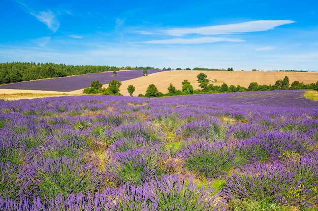 Lavender and Wheat Field Under a Tree in Provence, France – Free Download