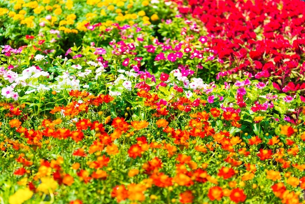 Vibrant Flowers at the Flower Market – Free Stock Photo, Download Free