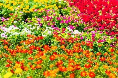 Vibrant Flowers at the Flower Market – Free Stock Photo, Download Free