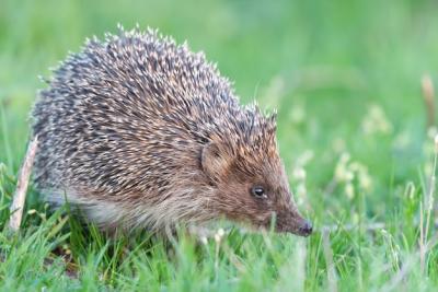 European Hedgehog Erinaceus europaeus in the Wild – Free Download