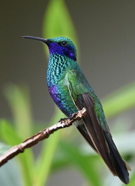 Bird Perched on a Branch – Free Stock Photo for Download