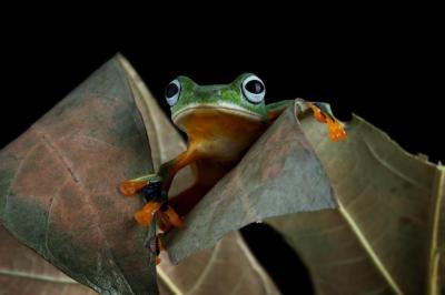 Closeup Image of Rhacophorus Reinwartii, the Javan Tree Frog on Green Leaves – Free Download