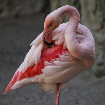 Close-Up of Flamingo – Free Stock Photo for Download