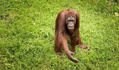 Monkey in a Field – Free Stock Photo for Download