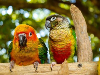 Close-up of Parrot Perching on Wood – Free Download