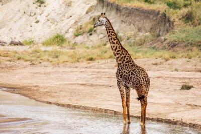 Giraffe Standing by the Water – Free Stock Photo, Download for Free