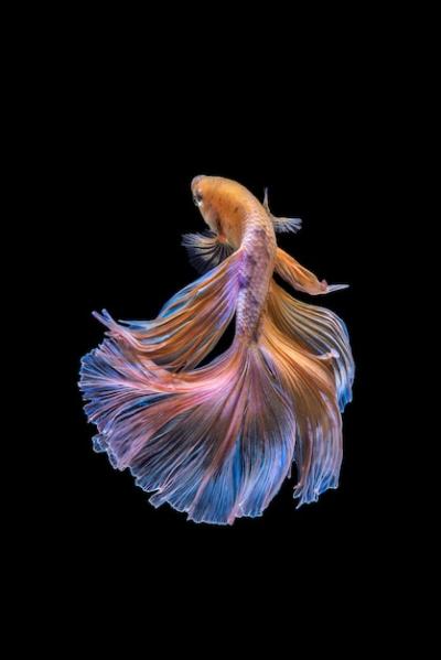 Betta Fish – Free Download Free Stock Photos