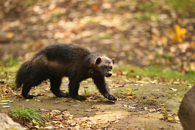 Majestic Wolverine Against a Vibrant Backdrop – Free Download