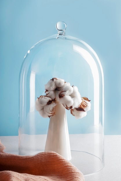 Cotton Plants Still Life – Free Download Free Stock Photo