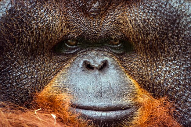 Close-up Portrait of a Monkey – Free Stock Photo for Download