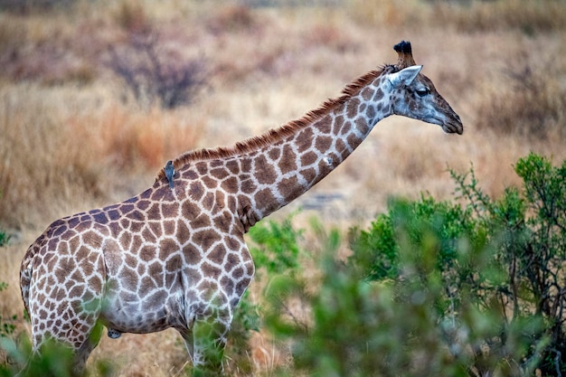 Giraffe Feeding in Kruger Park, South Africa – Free Stock Photo, Download for Free