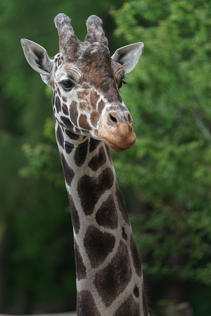 Reticulated Giraffe – Free Stock Photo, Download for Free