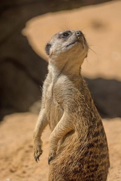 Close-Up of Meerkat Looking Up – Free Stock Photo, Download for Free