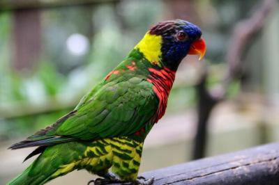 Colorful Parrot with Red and Green Feathers – Free Download