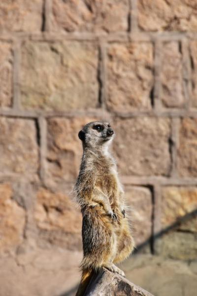 Meerkat Standing on Hind Legs with Blurred Stone Wall Background – Free Download