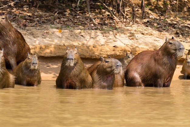 Herd of Capybara in Pantanal, Brazil – Free Download