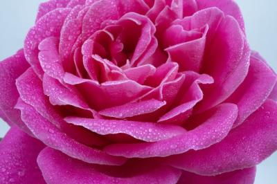 Beautiful Pink Rose Macro Shot with Water Drops – Free to Download