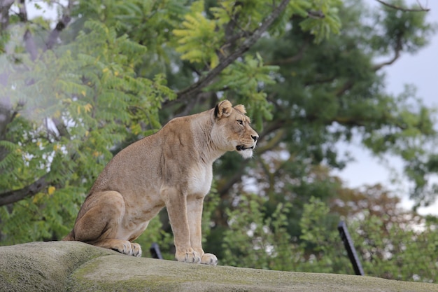 Lioness Sits on Stone – Free Stock Photo for Download