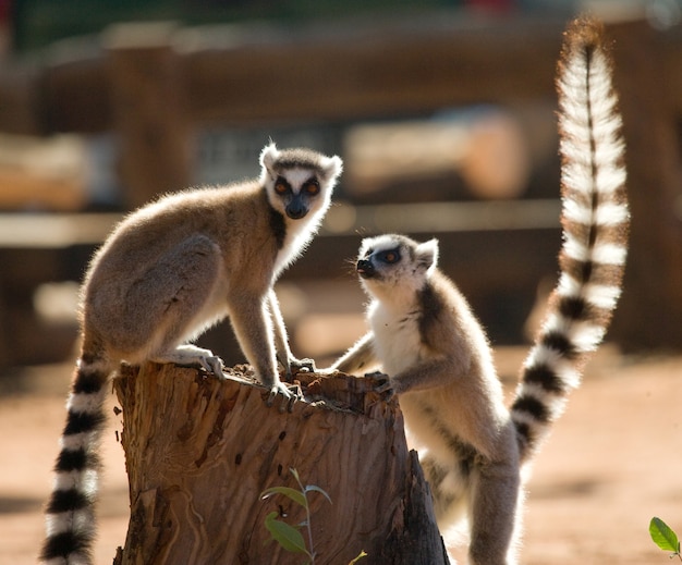 Ring-tailed Lemurs Playing Together – Free Download