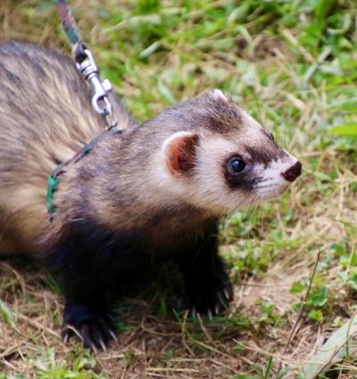 Close-up of Ferret on Field – Free Stock Photo for Download