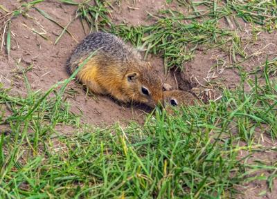 Close-up of Two Playful Gopher Cubs on the Lawn – Free Download