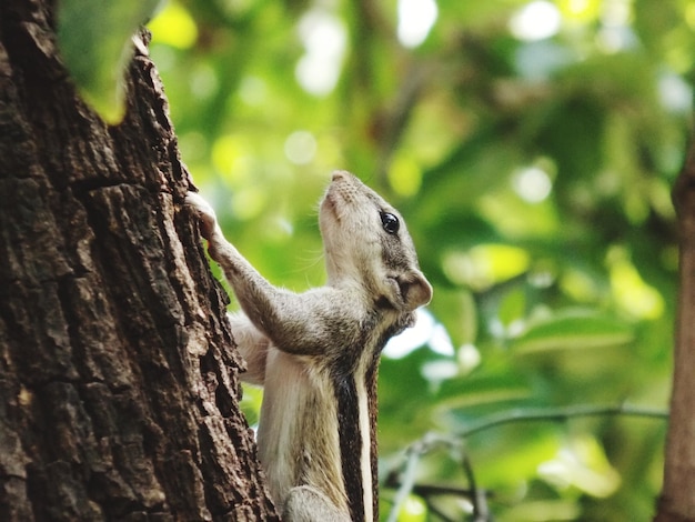 Close-up of Squirrel on Tree Trunk – Free Download