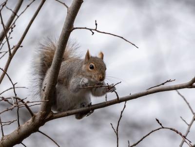 Closeup Shot of a Cute Squirrel on a Tree – Free Stock Photo, Download Free