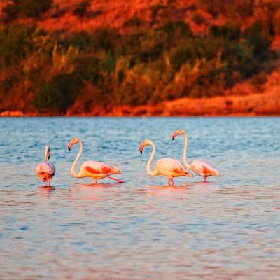 Stunning Birds in Water – Free Download Stock Photos