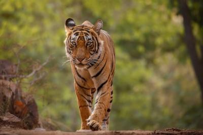 Amazing Bengal Tiger in Nature – Free Stock Photo for Download