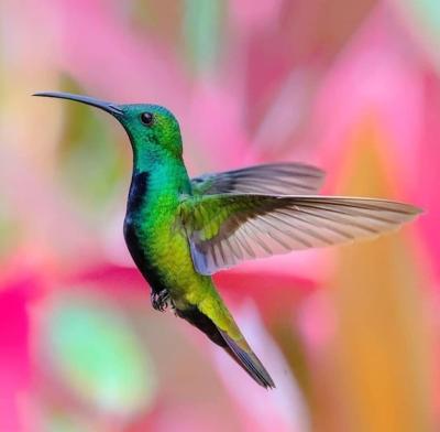 Close-up of a Bird Perching – Free Stock Photo, Download for Free