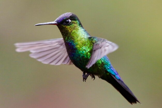 Close-up of a Bird in Flight – Free Stock Photo for Download