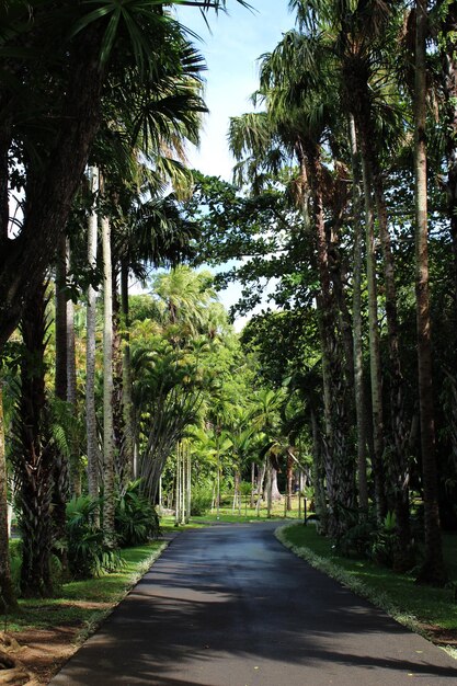 Scenic Road Surrounded by Lush Trees – Free to Download