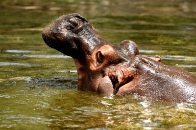 Close-up of Horse in River – Free Stock Photo for Download