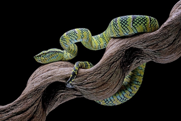 Tropidolaemus wagleri Snake Closeup on Branch – Beautiful Viper Snake Color | Free Download