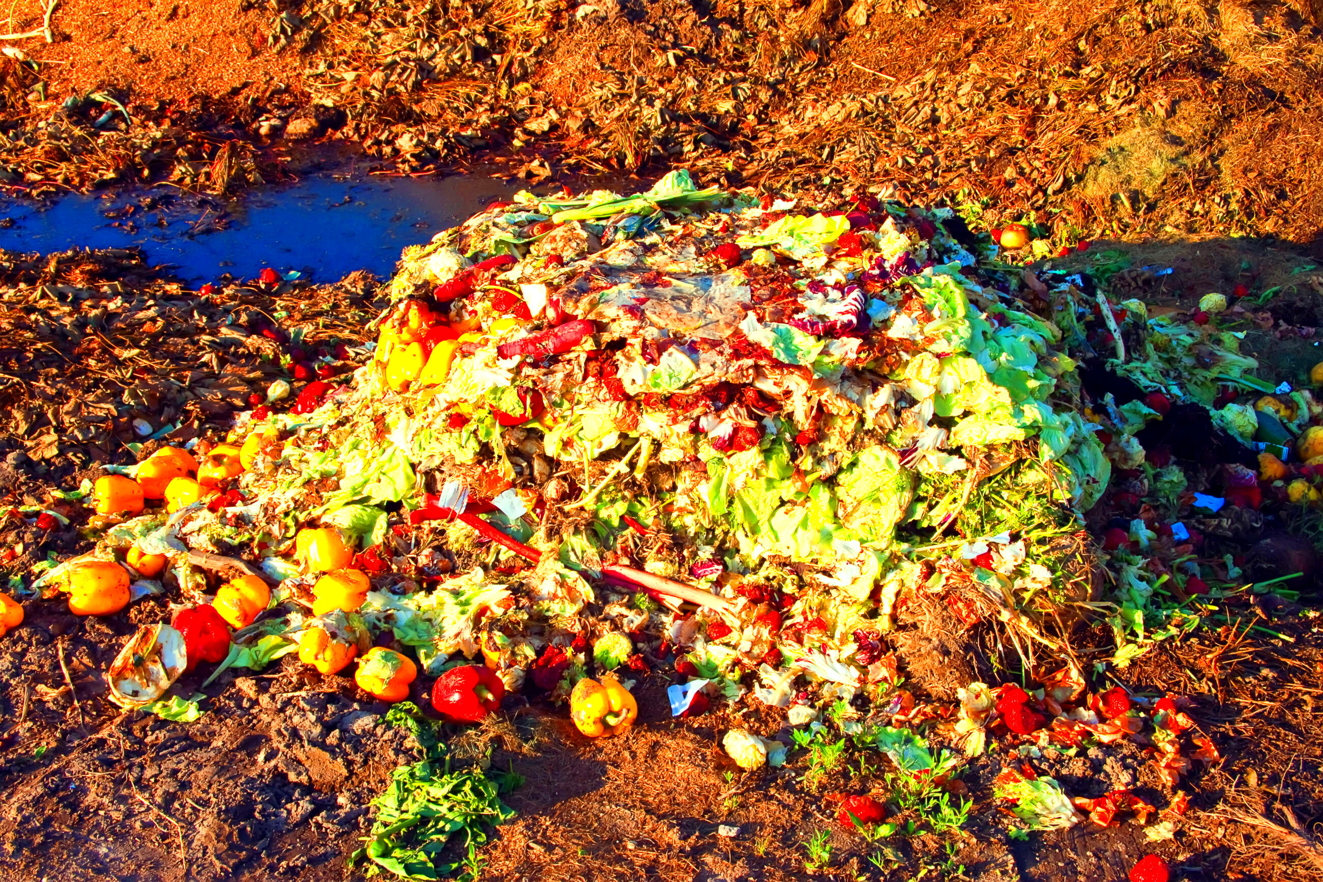 Minimising food loss and waste in the circular bioeconomy