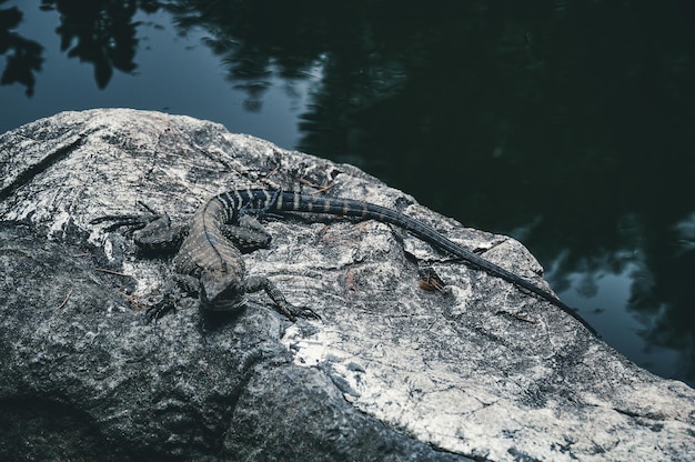 One Lizard on Stone Near Pond – Free Stock Photo for Download