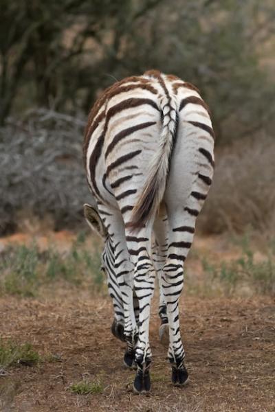 Closeup Vertical Shot of a Zebra in a Field – Free Stock Photo for Download