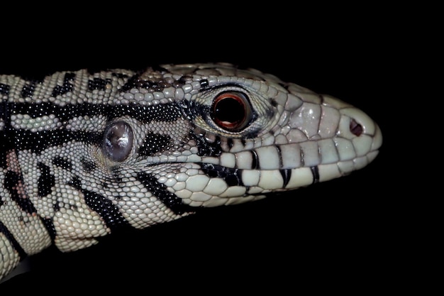 Close-Up of Argentine Black and White Tegu on Black Background – Free Download