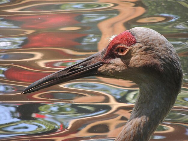 Close-up of Duck – Free Stock Photo, Download Free