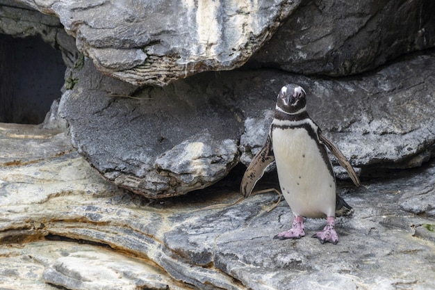 Close-Up Portrait of a Magellanic Penguin – Free Stock Photo for Download