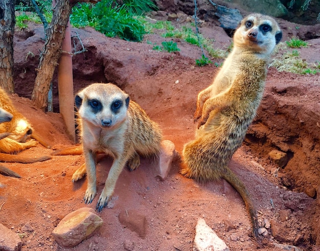 Close-up of Meerkats – Free Stock Photo, Download for Free