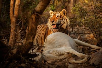 Amazing Bengal Tiger in Nature with Its Prey – Free to Download