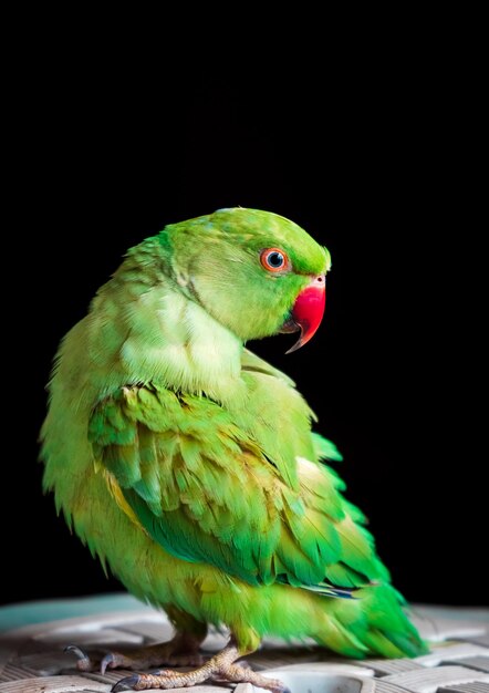 Close-up of Parrot – Free Stock Photo for Download