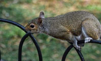 Close-up of a Squirrel – Free Stock Photo for Download